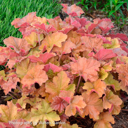 Heuchera 'Caramel' Coral Bells
