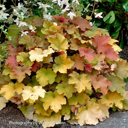 Heuchera 'Caramel' Coral Bells
