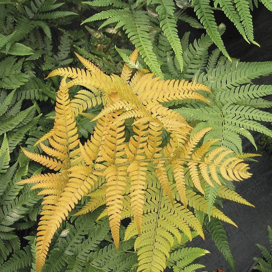 Dryopteris Golden Mist™