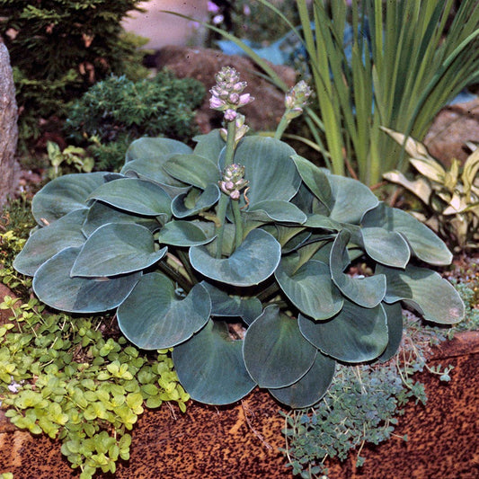 Hosta 'Blue Mouse Ears'