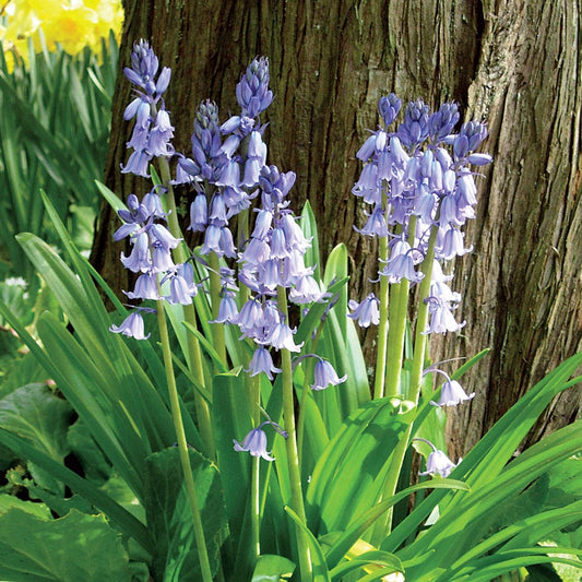 Scilla (Siberian Squill) Bulbs