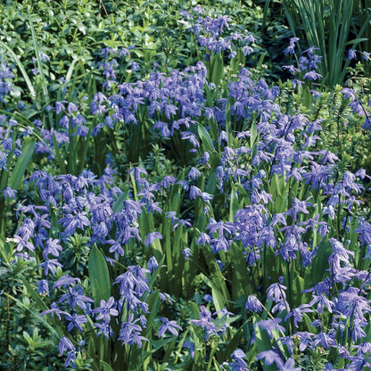 Scilla (Siberian Squill) Bulbs