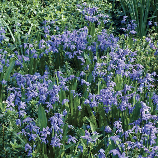 Scilla (Siberian Squill) Bulbs