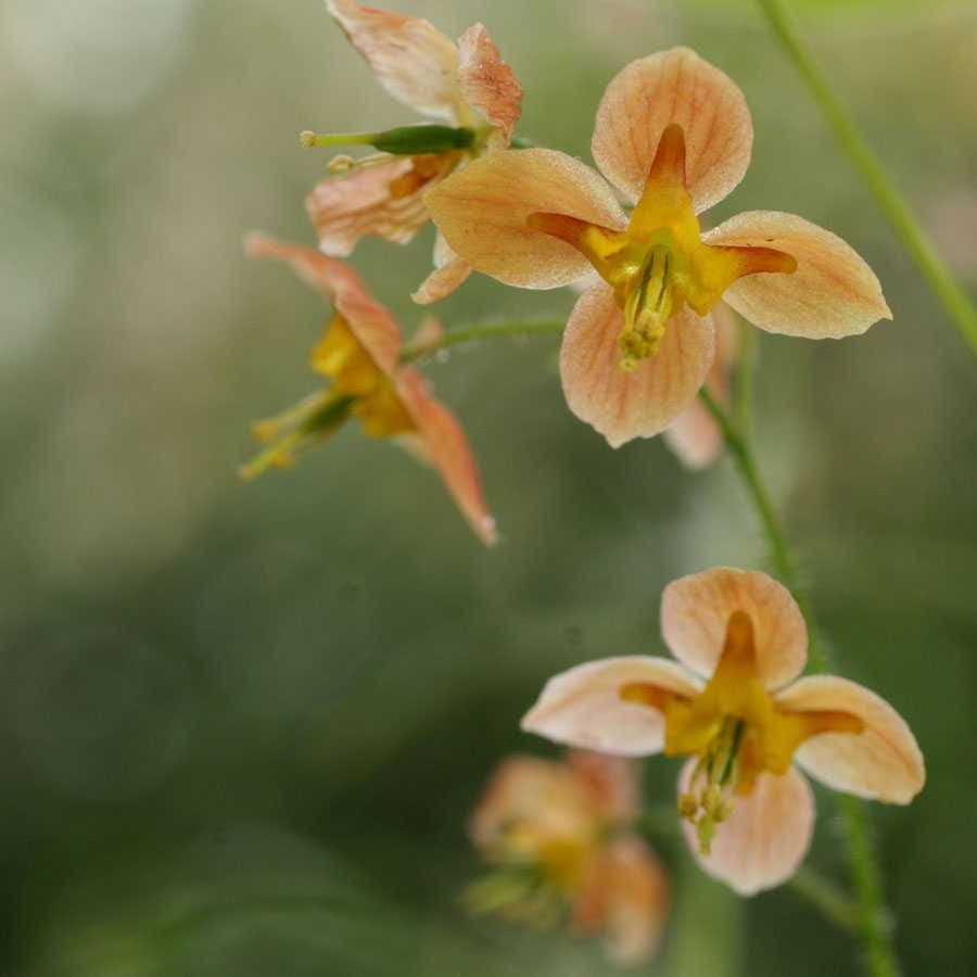 Epimedium 'Orange Queen'