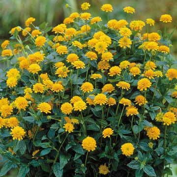 Heliopsis 'Asahi'