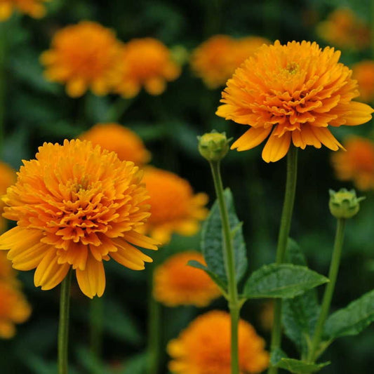 Heliopsis 'Asahi'