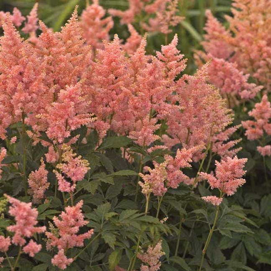 Astilbe 'Peach Blossom'