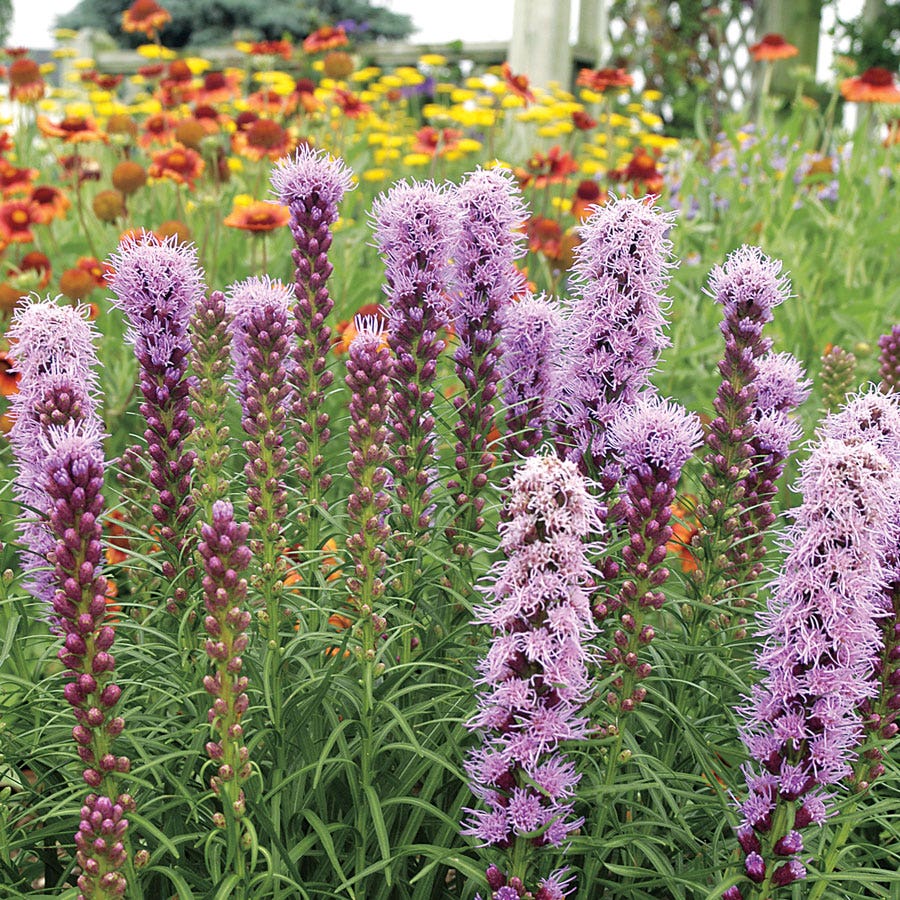 Liatris 'Kobold Original' Bulbs