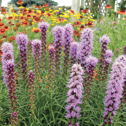 Liatris 'Kobold Original' Bulbs