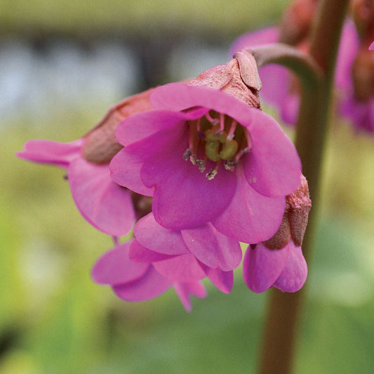 Bergenia 'Winter Glow'