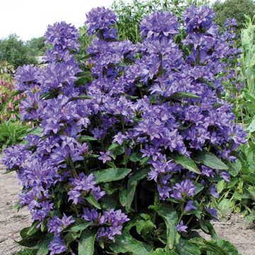 Campanula 'Freya'