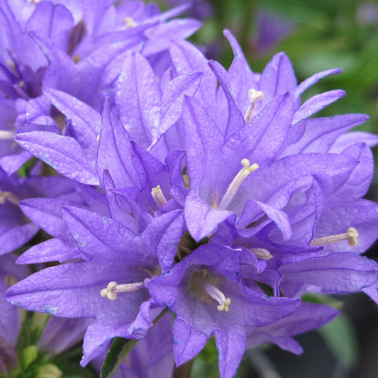 Campanula 'Freya'