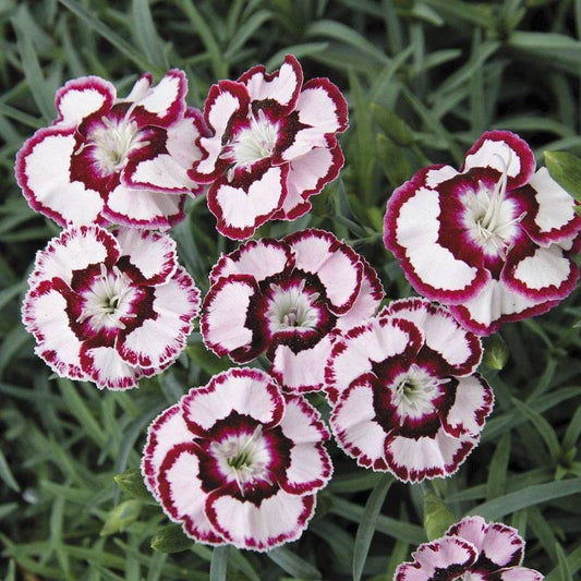 Dianthus 'Raspberry Swirl' - Red and White Carnations