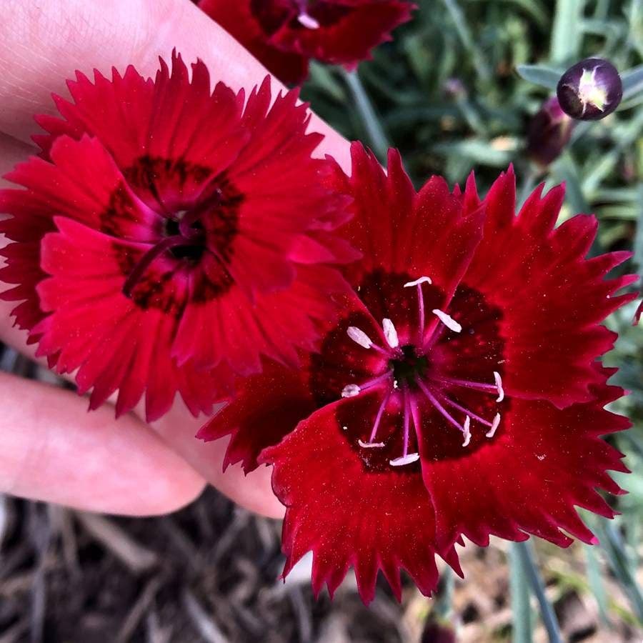 Dianthus SINGLE STAR™ Fire Star Improved - Red Carnation