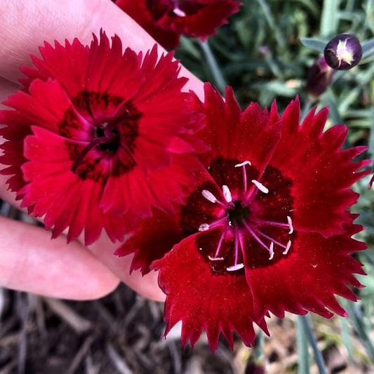 Dianthus SINGLE STAR™ Fire Star Improved - Red Carnation