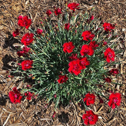 Dianthus SINGLE STAR™ Fire Star Improved - Red Carnation