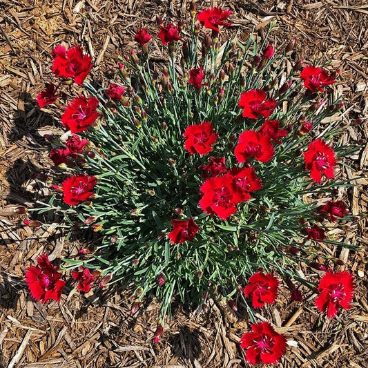 Dianthus SINGLE STAR™ Fire Star Improved - Red Carnation