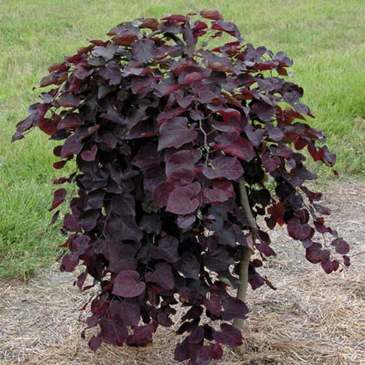 Cercis 'Ruby Falls'