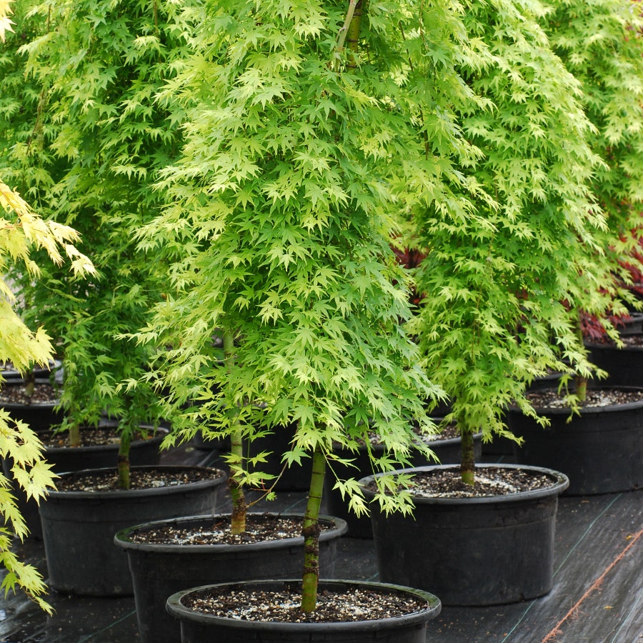 Acer 'Ryusen'