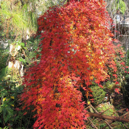 Acer 'Ryusen'