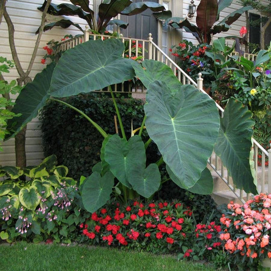 Colocasia 'Jack's Giant' Bulb
