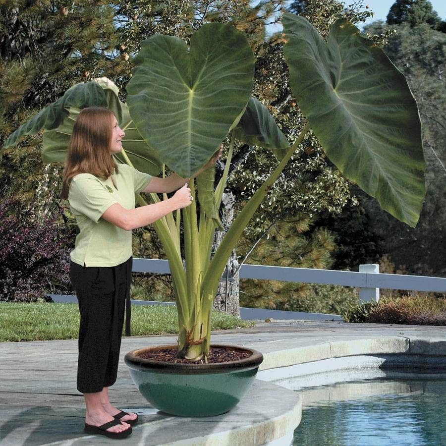 Colocasia 'Jack's Giant' Bulb