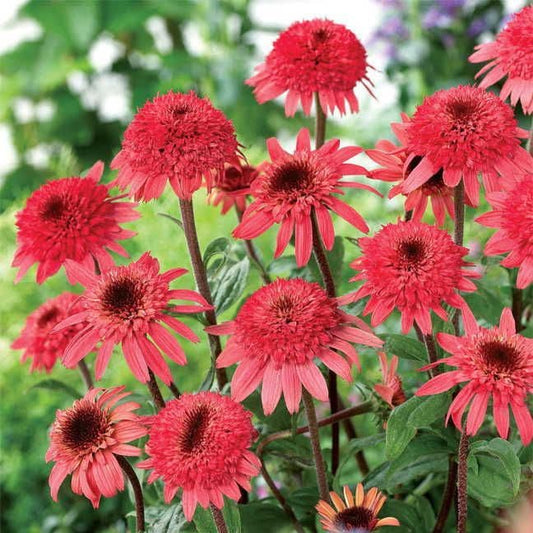 Echinacea Cone-fections™ 'Raspberry Truffle'