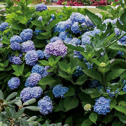 Hydrangea 'All Summer Beauty'