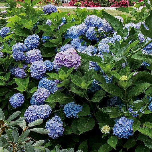 Hydrangea 'All Summer Beauty'