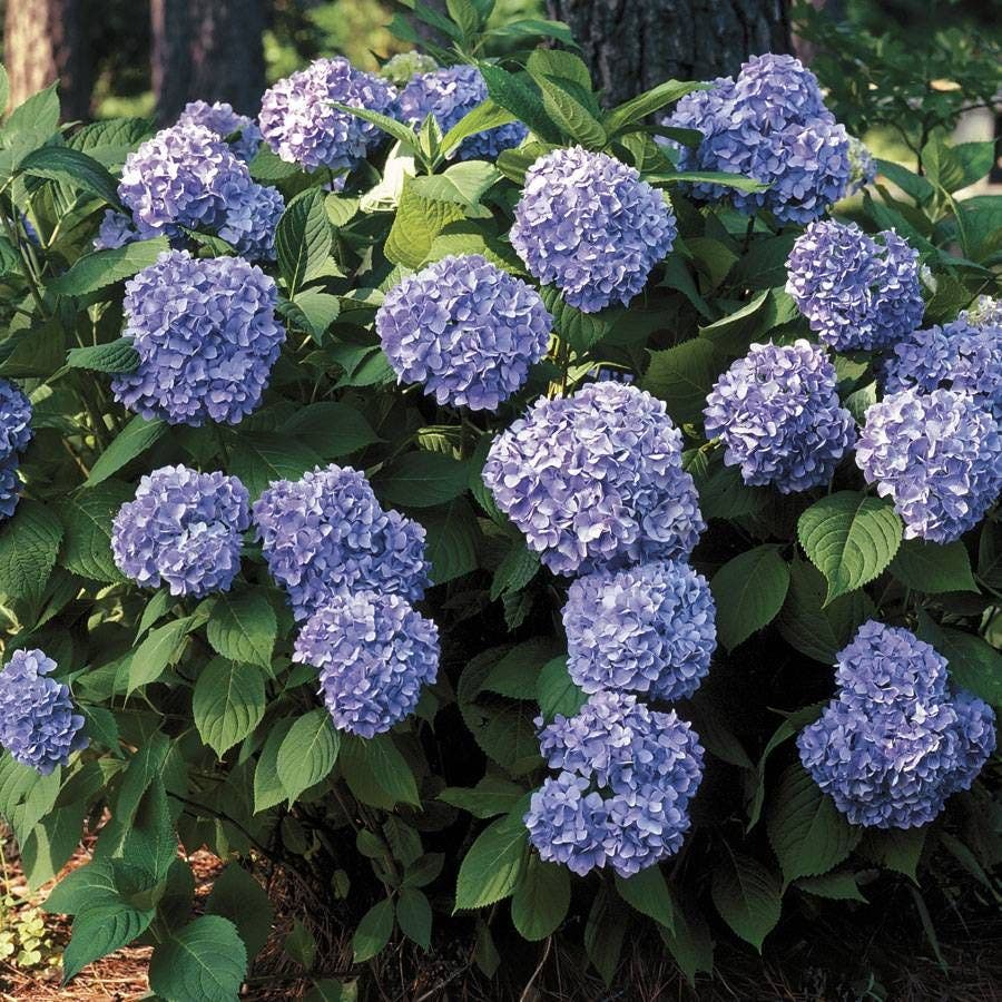 Hydrangea 'All Summer Beauty'