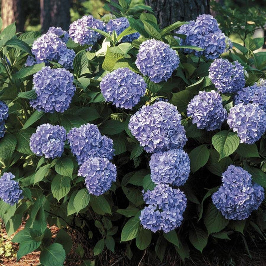 Hydrangea 'All Summer Beauty'