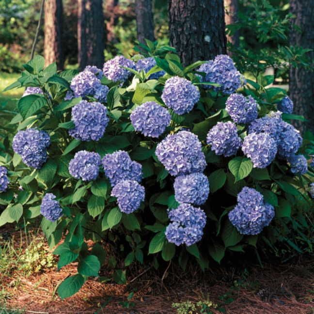 Hydrangea 'All Summer Beauty'
