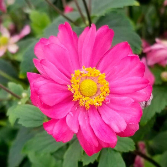 Anemone 'Pamina'