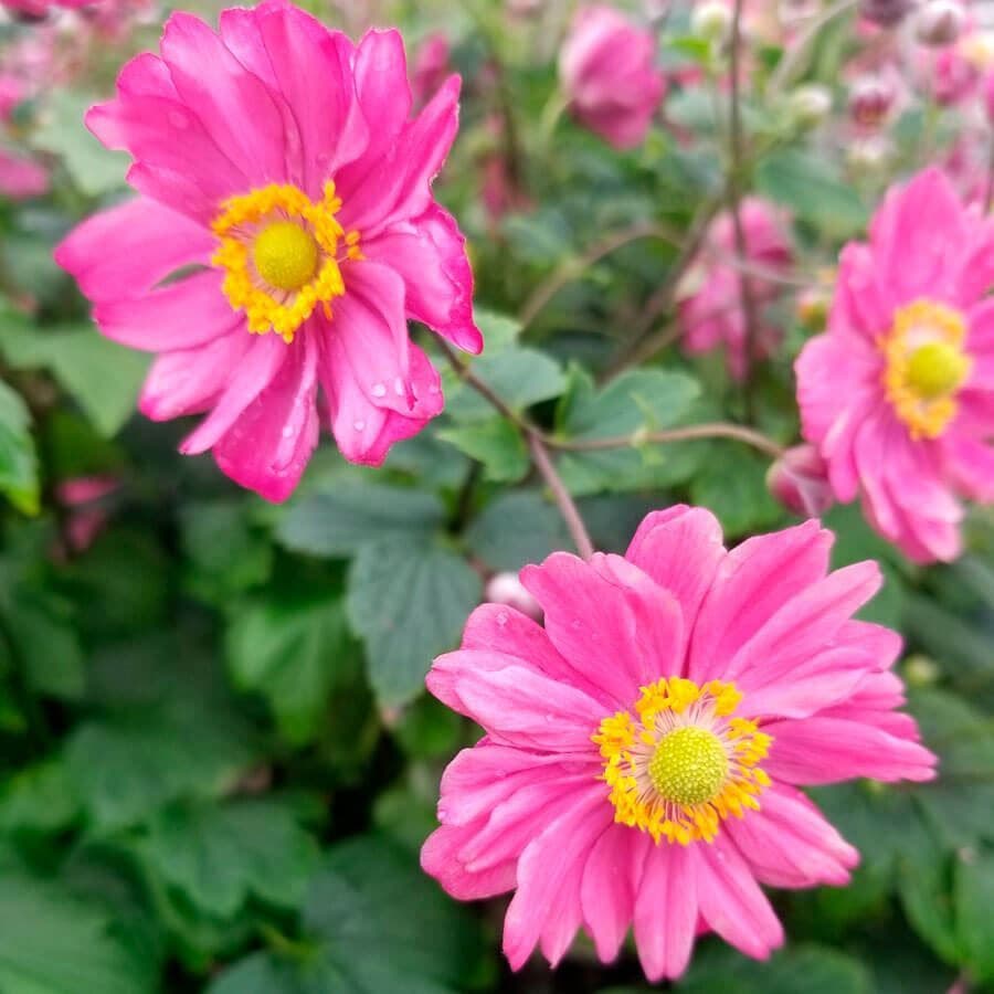 Anemone 'Pamina'