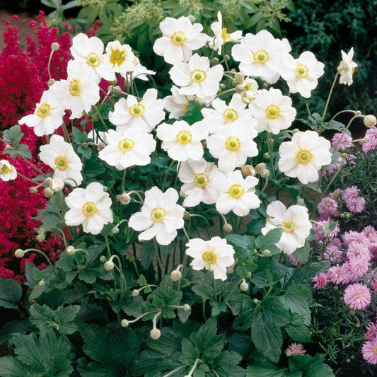 Anemone 'Honorine Jobert'