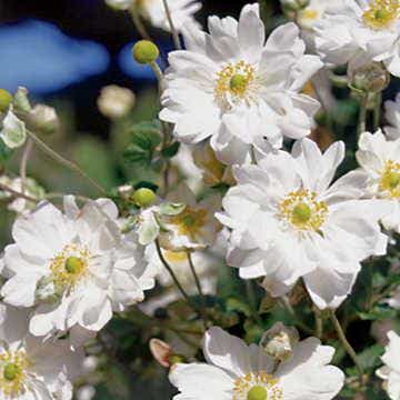 Anemone 'Whirlwind'