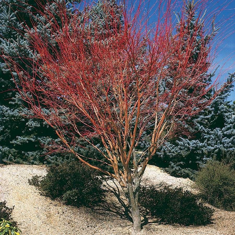 Acer 'Sango Kaku'