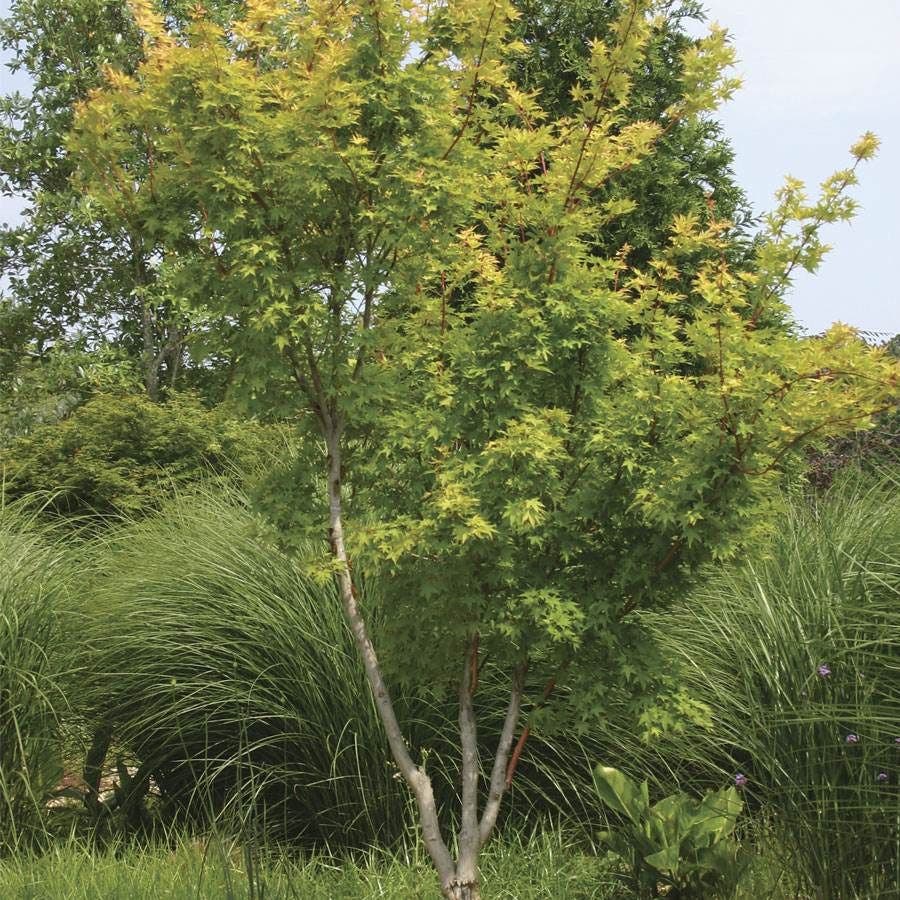 Acer 'Sango Kaku'