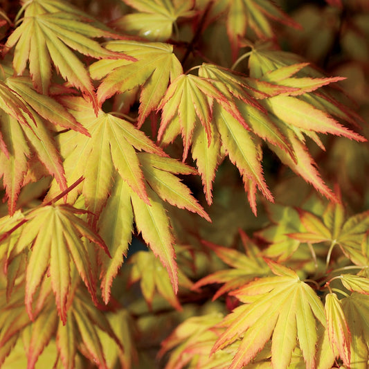 Acer 'Orange Dream'