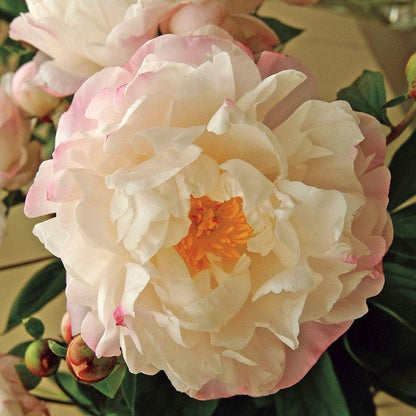 Paeonia 'Gardenia'
