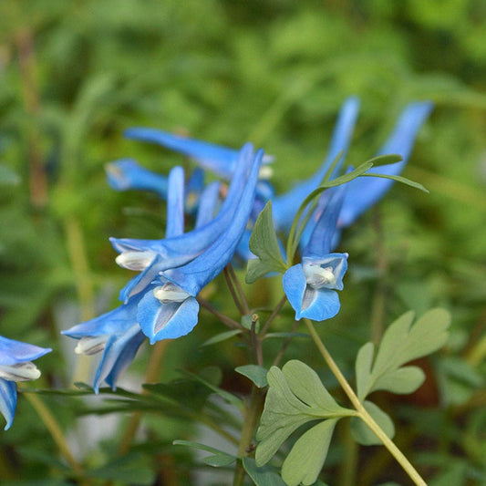 Corydalis 'Blue Heron'