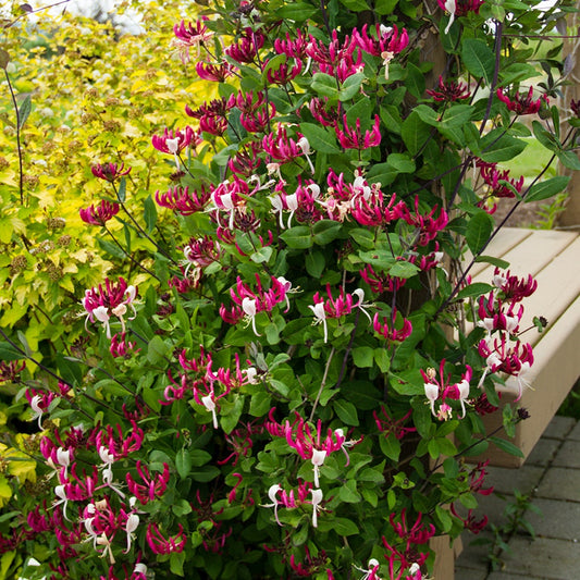 Lonicera Peaches n' Cream