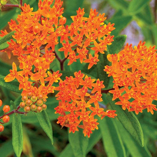 Asclepias tuberosa
