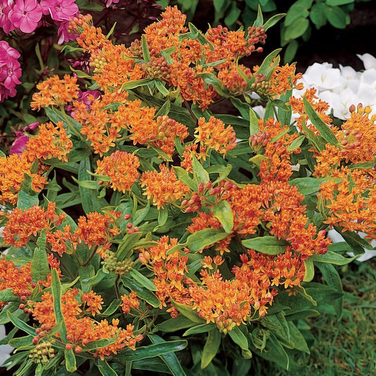 Asclepias tuberosa
