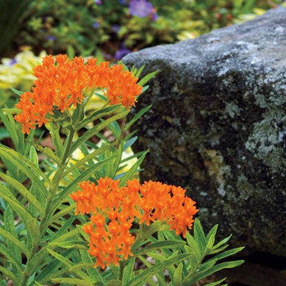 Asclepias tuberosa