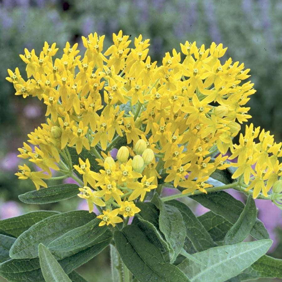 Asclepias 'Hello Yellow'