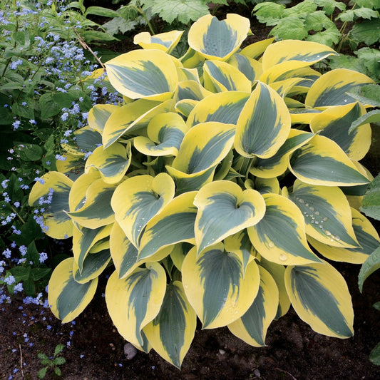 Hosta Shadowland® 'Autumn Frost' Plantain Lily