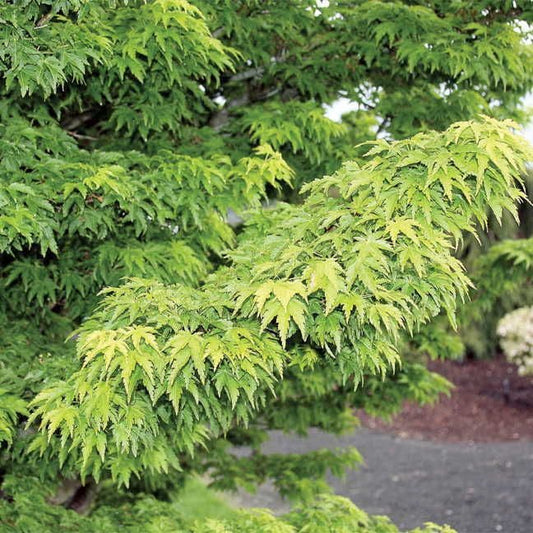 Acer 'Mikawa Yatsubusa'