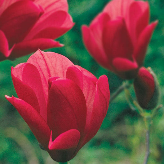 Magnolia 'Galaxy'