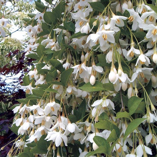 Styrax 'Fragrant Fountain'